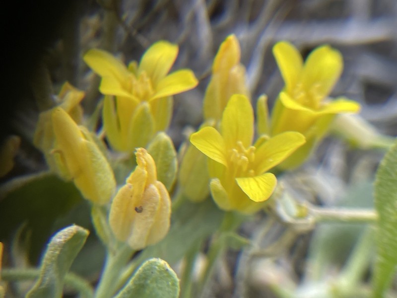 Physaria occidentalis photo 3