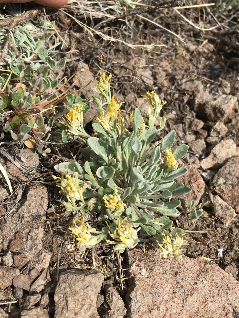 Physaria occidentalis photo 4