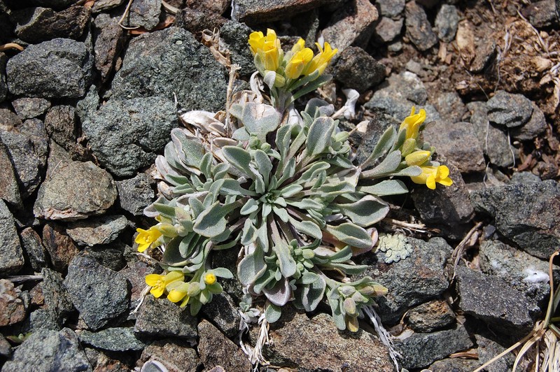 Physaria occidentalis photo 5