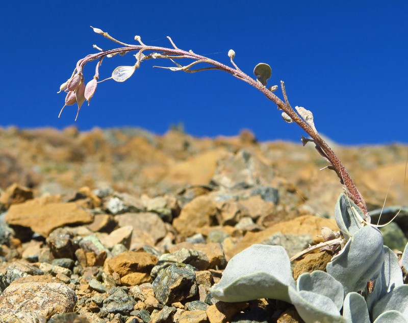 Physaria occidentalis photo 6