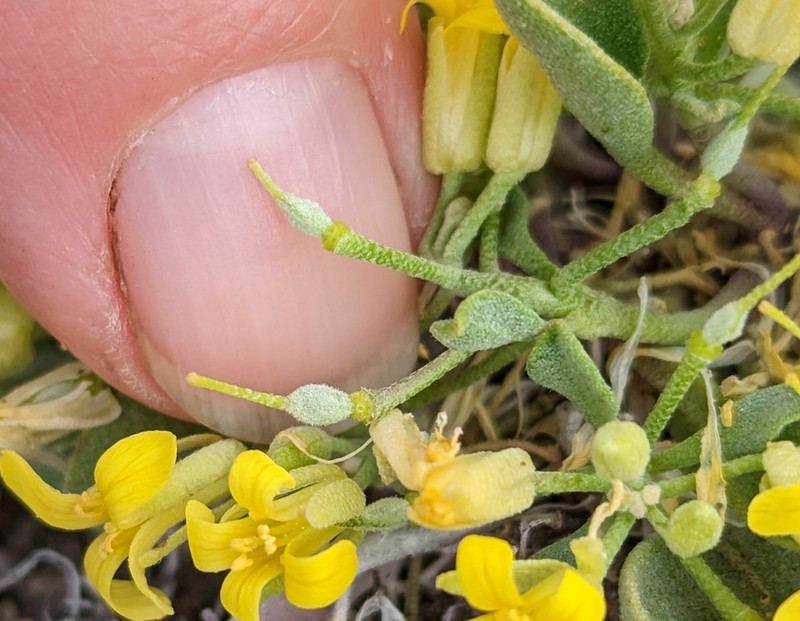 Physaria occidentalis photo 7