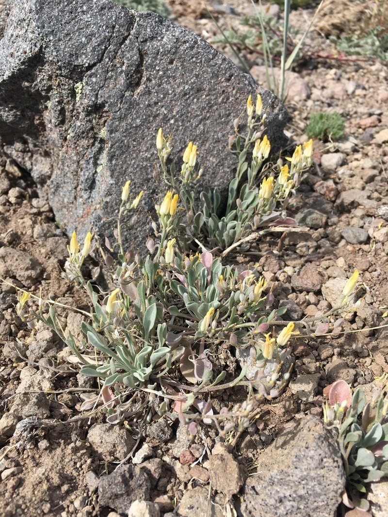 Physaria occidentalis photo 8