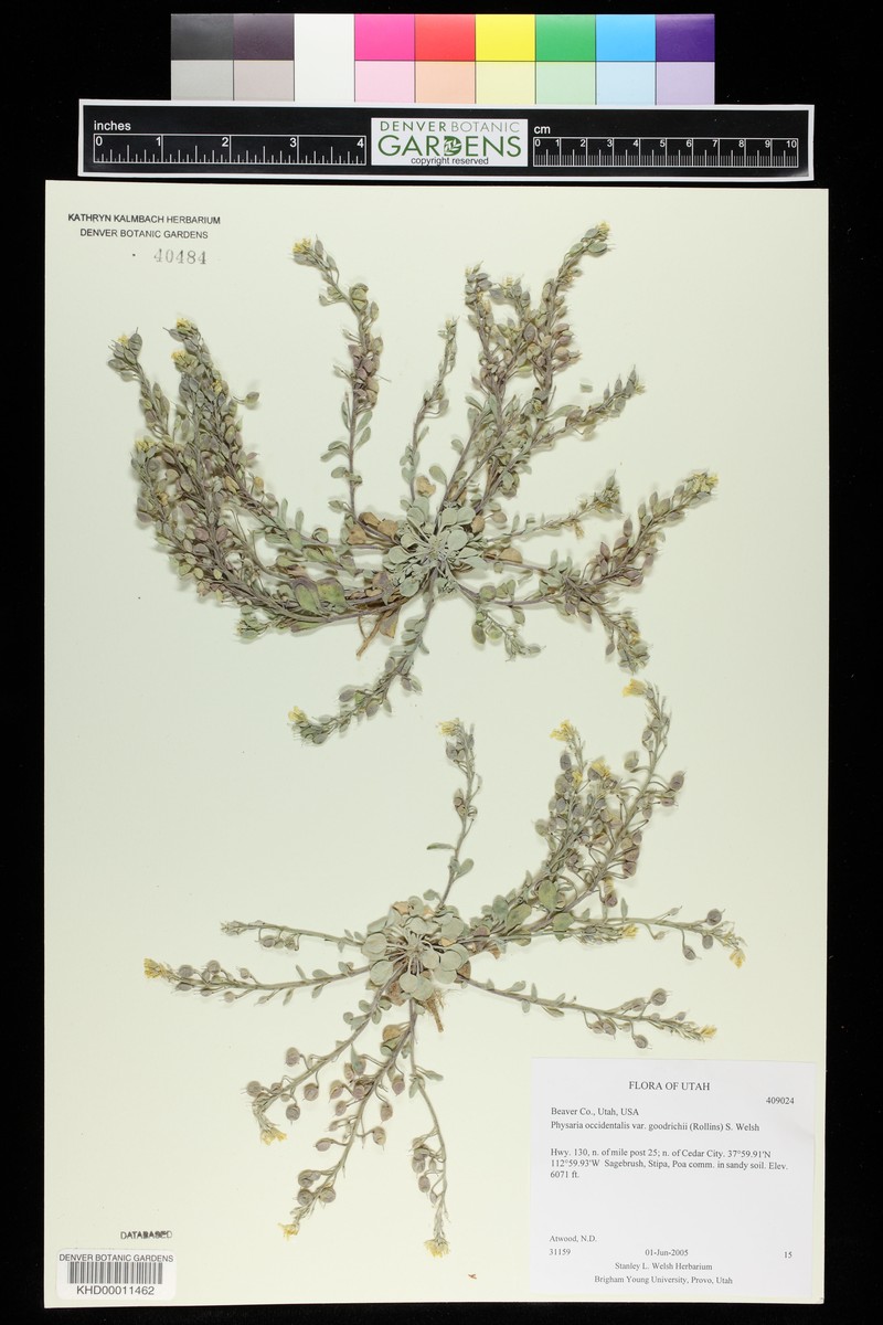 Tunnel Springs Mountain Bladderpod photo 2