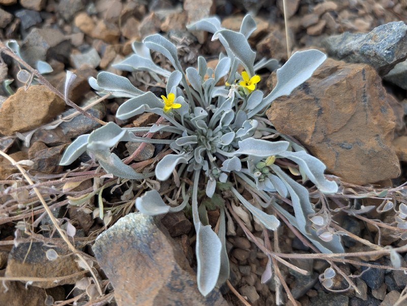Western Bladderpod