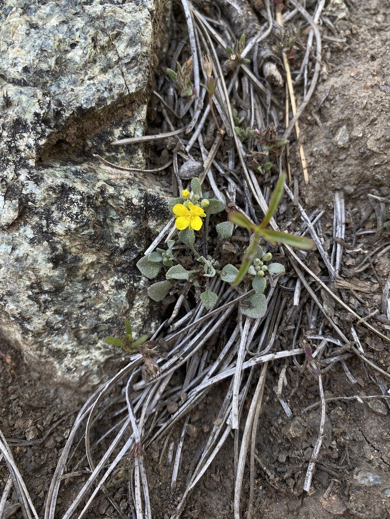 Western Bladderpod photo 3