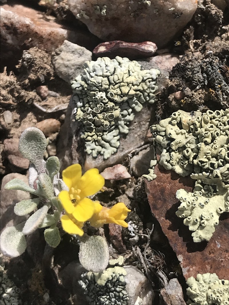 Western Bladderpod photo 4
