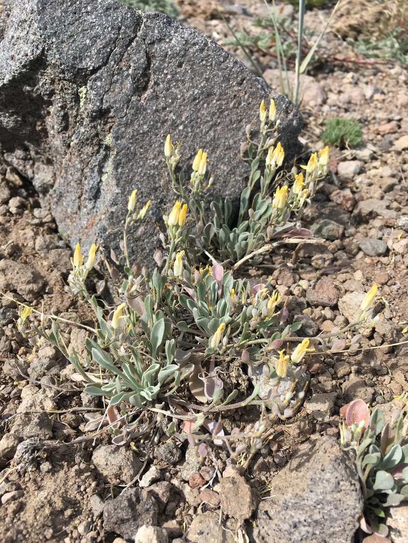 Western Bladderpod photo 5