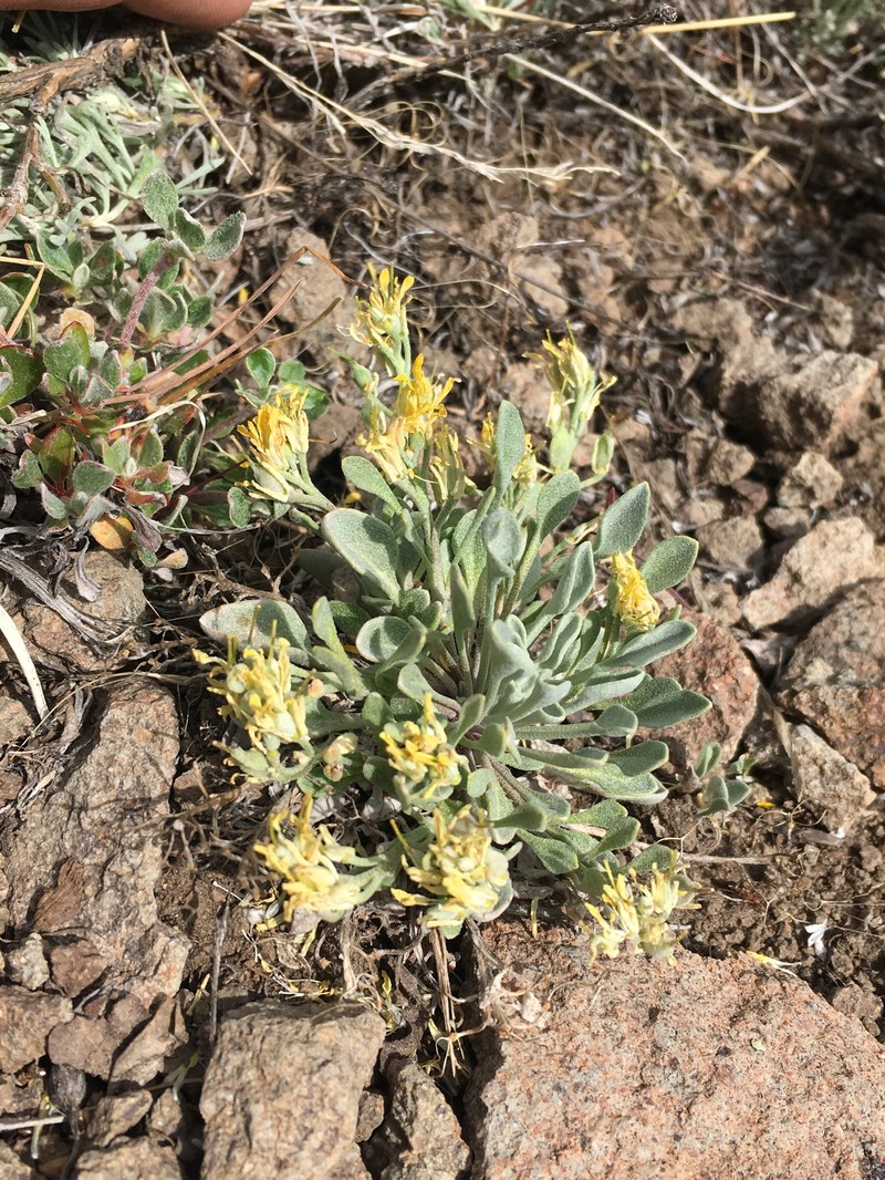 Western Bladderpod photo 6