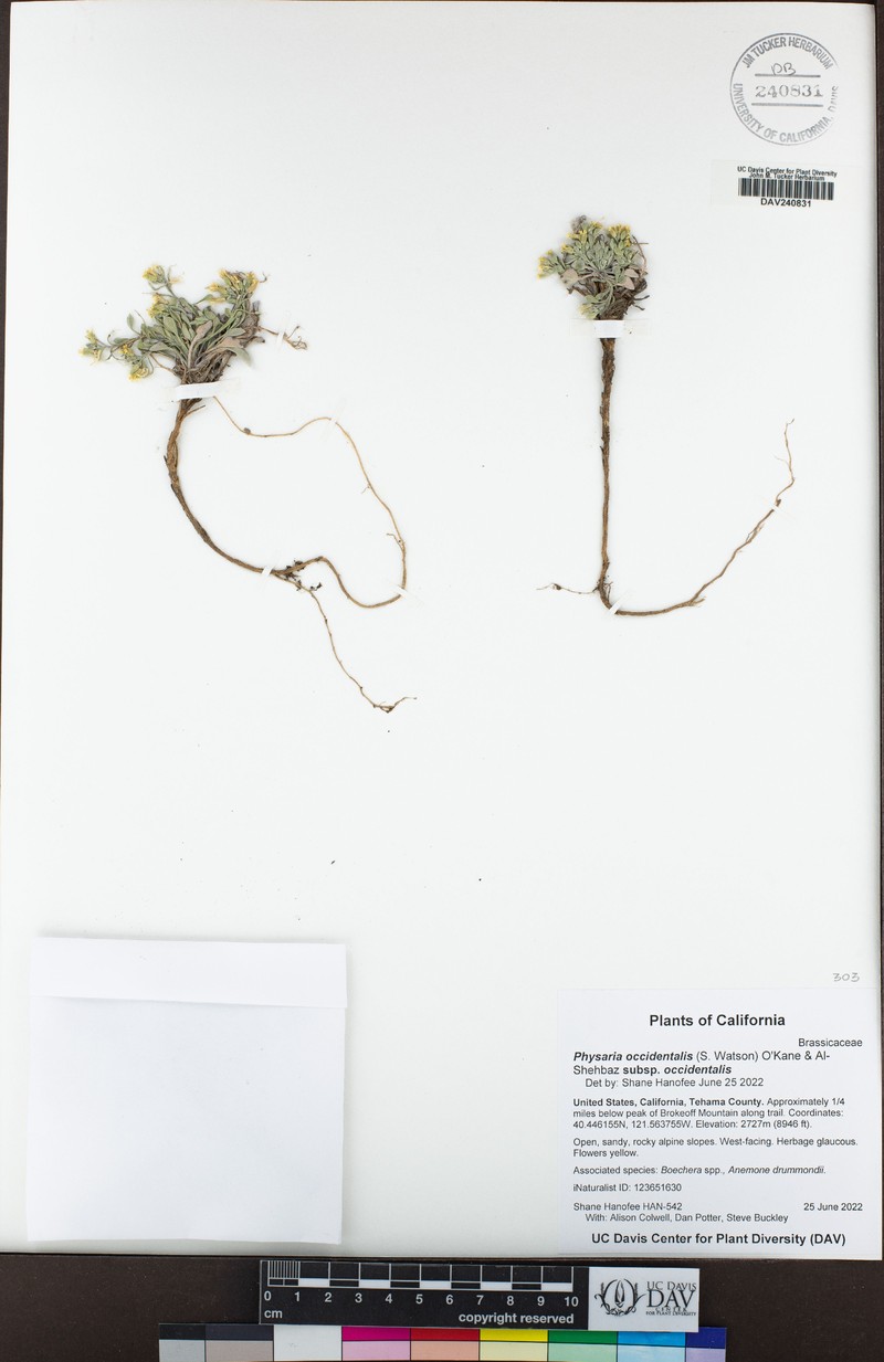 Western Bladderpod photo 7