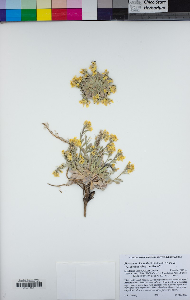 Western Bladderpod photo 8