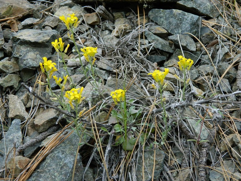Oregon Twinpod