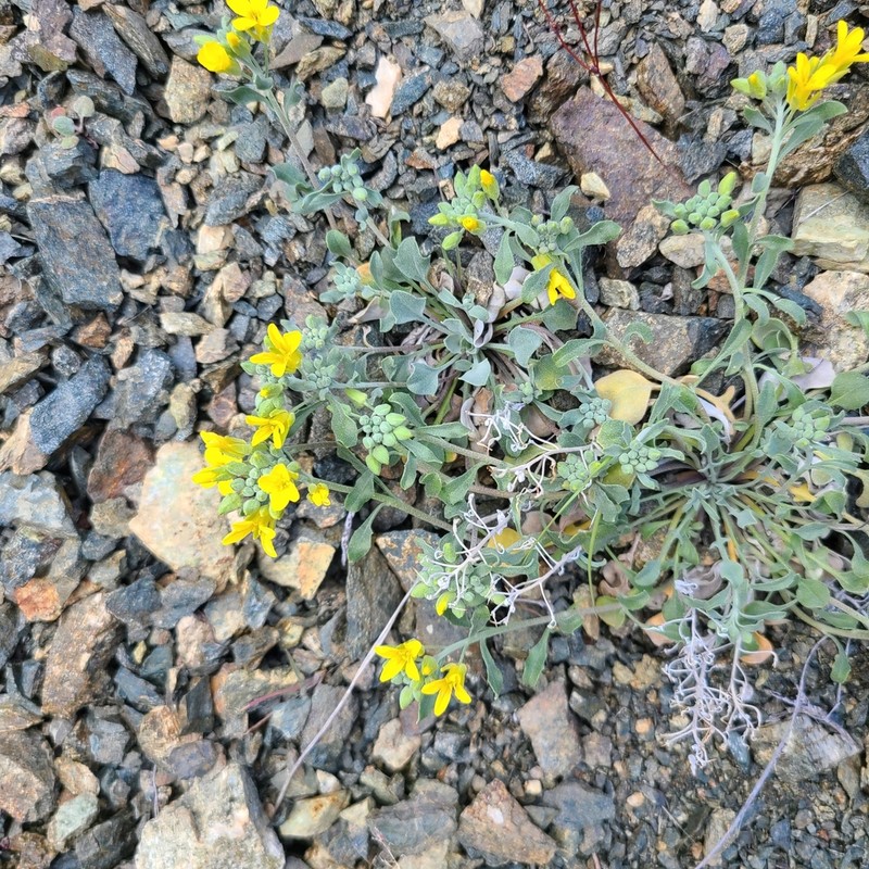 Oregon Twinpod photo 2