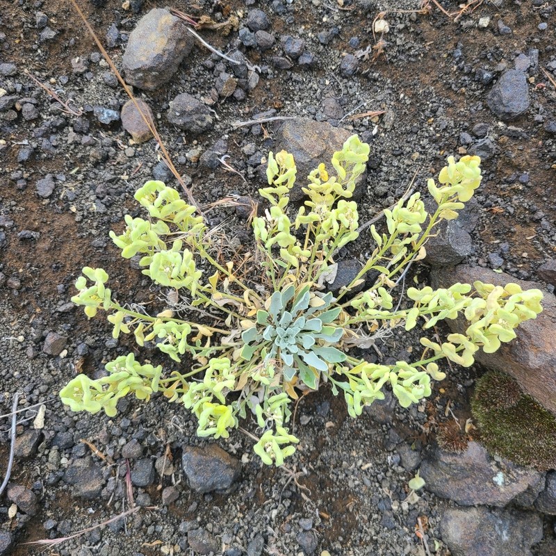 Oregon Twinpod photo 3