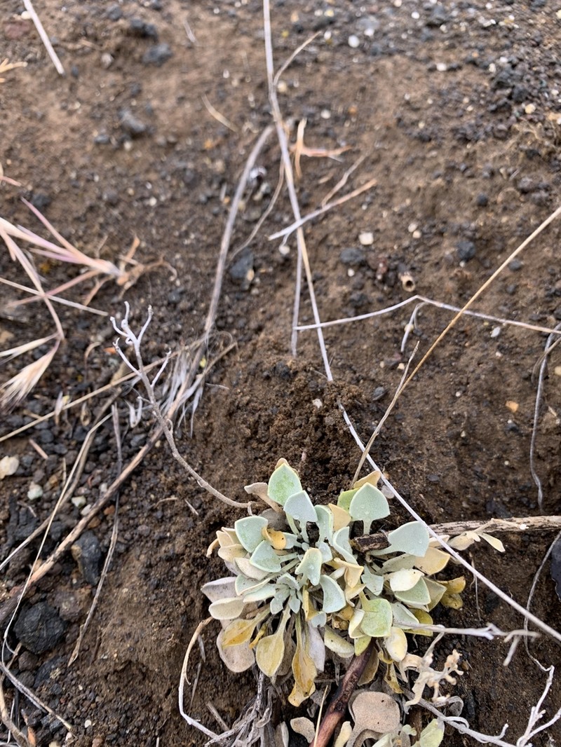 Oregon Twinpod photo 4