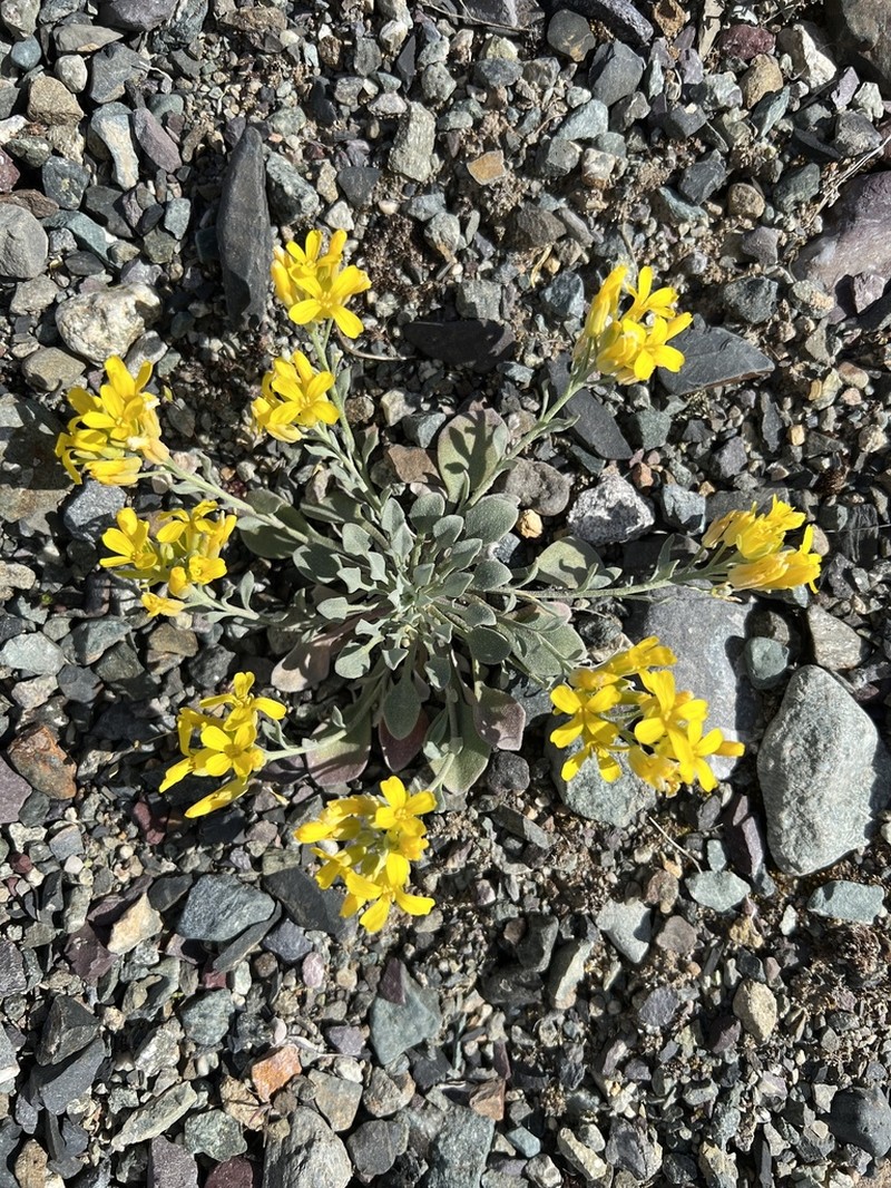 Oregon Twinpod photo 5