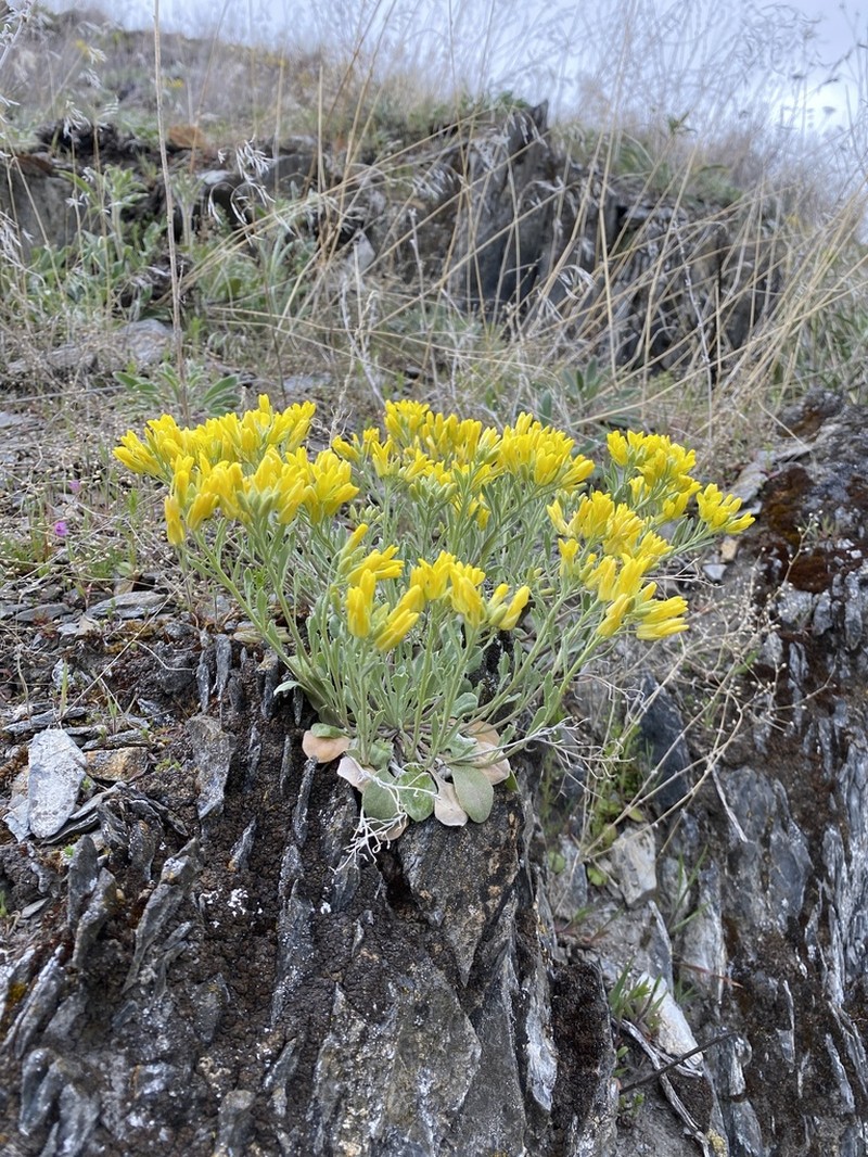 Oregon Twinpod photo 6