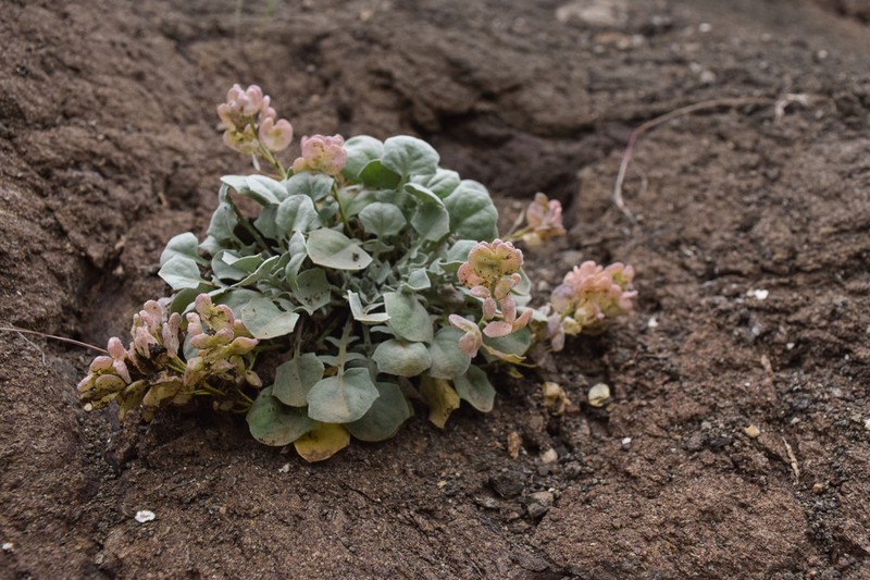 Oregon Twinpod photo 8