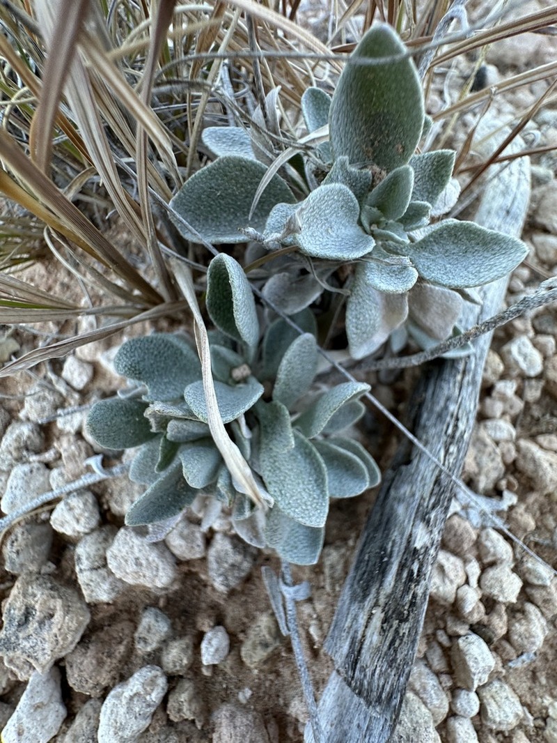Roundleaf Bladderpod