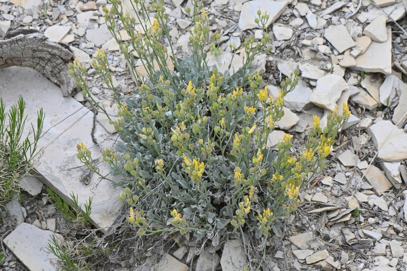 Roundleaf Bladderpod photo 2