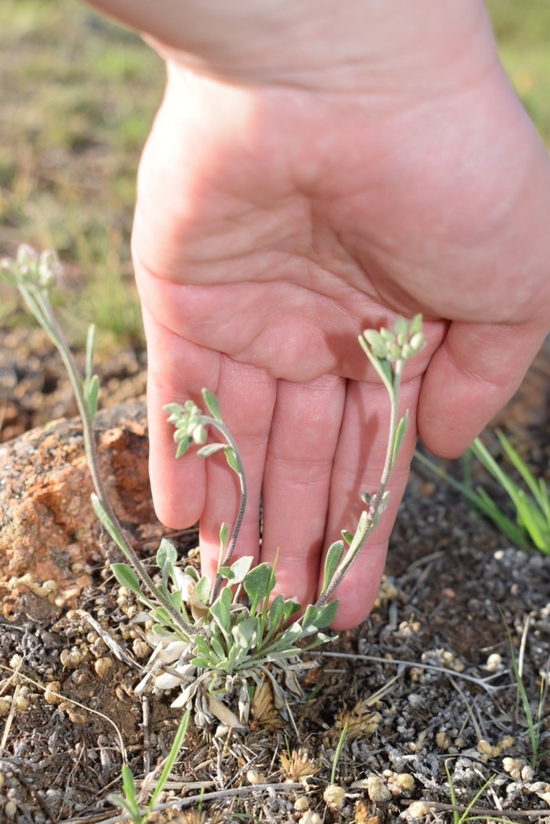 Roundleaf Bladderpod photo 3