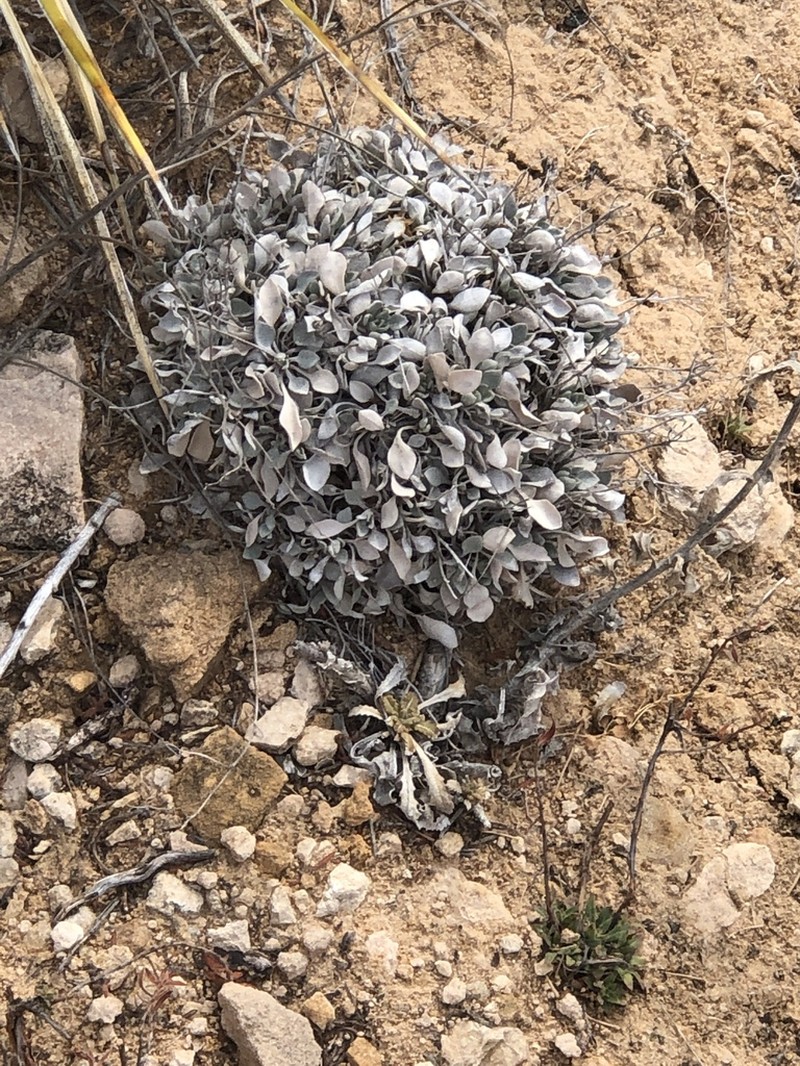 Roundleaf Bladderpod photo 4