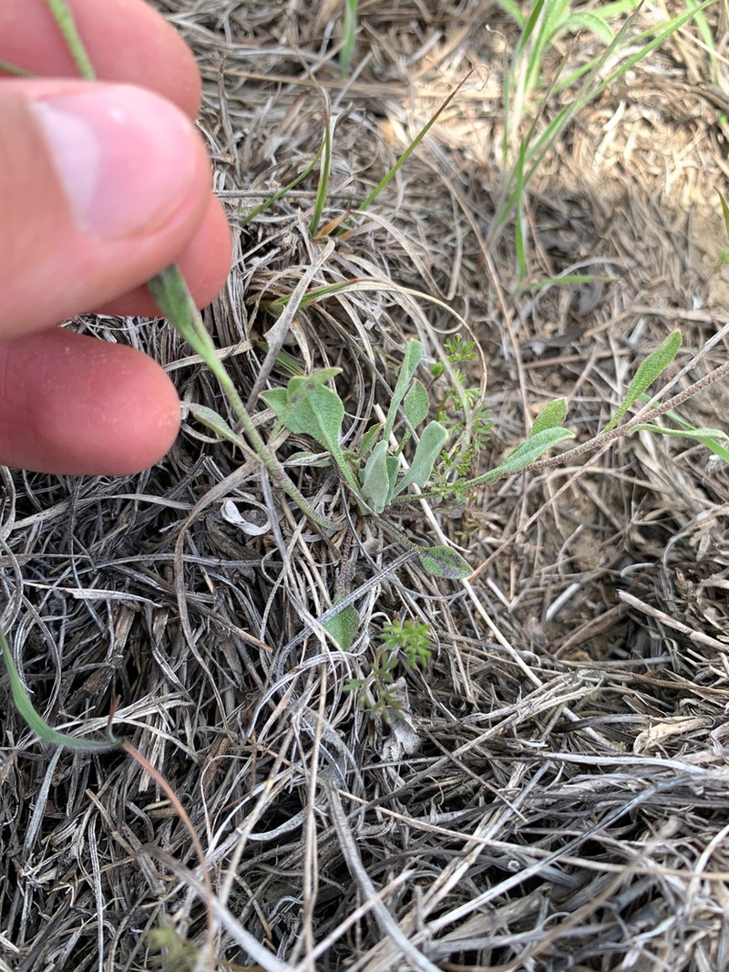 Roundleaf Bladderpod photo 5