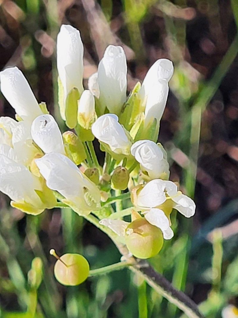 Roundleaf Bladderpod photo 6