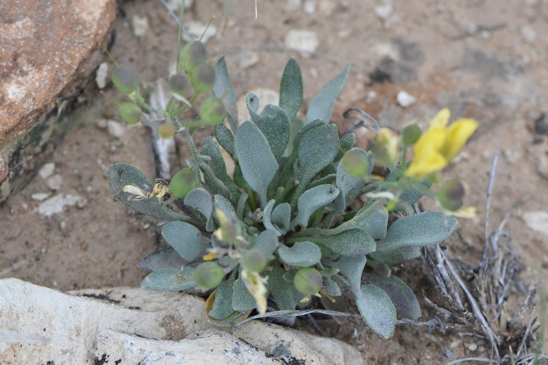 Roundleaf Bladderpod photo 7