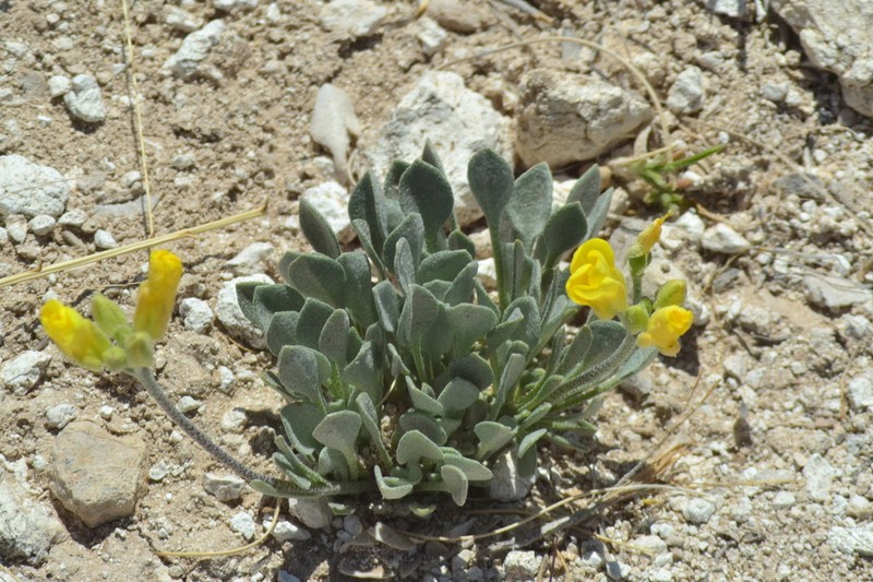 Roundleaf Bladderpod photo 8