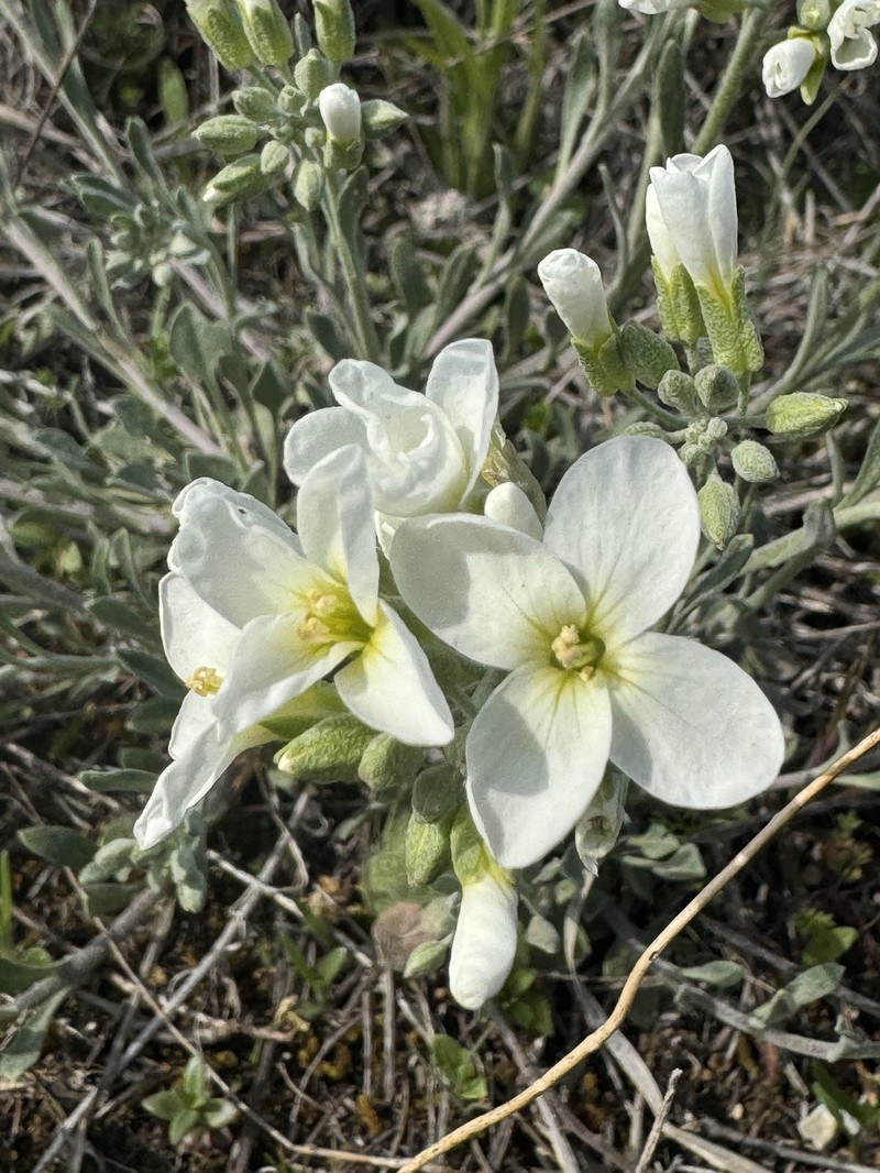 Physaria ovalifolia subsp. alba