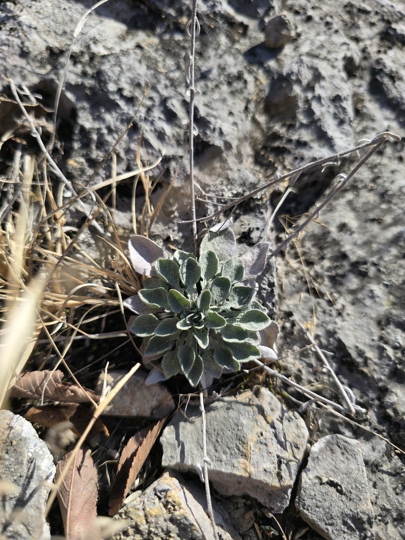 Physaria ovalifolia subsp. alba photo 2