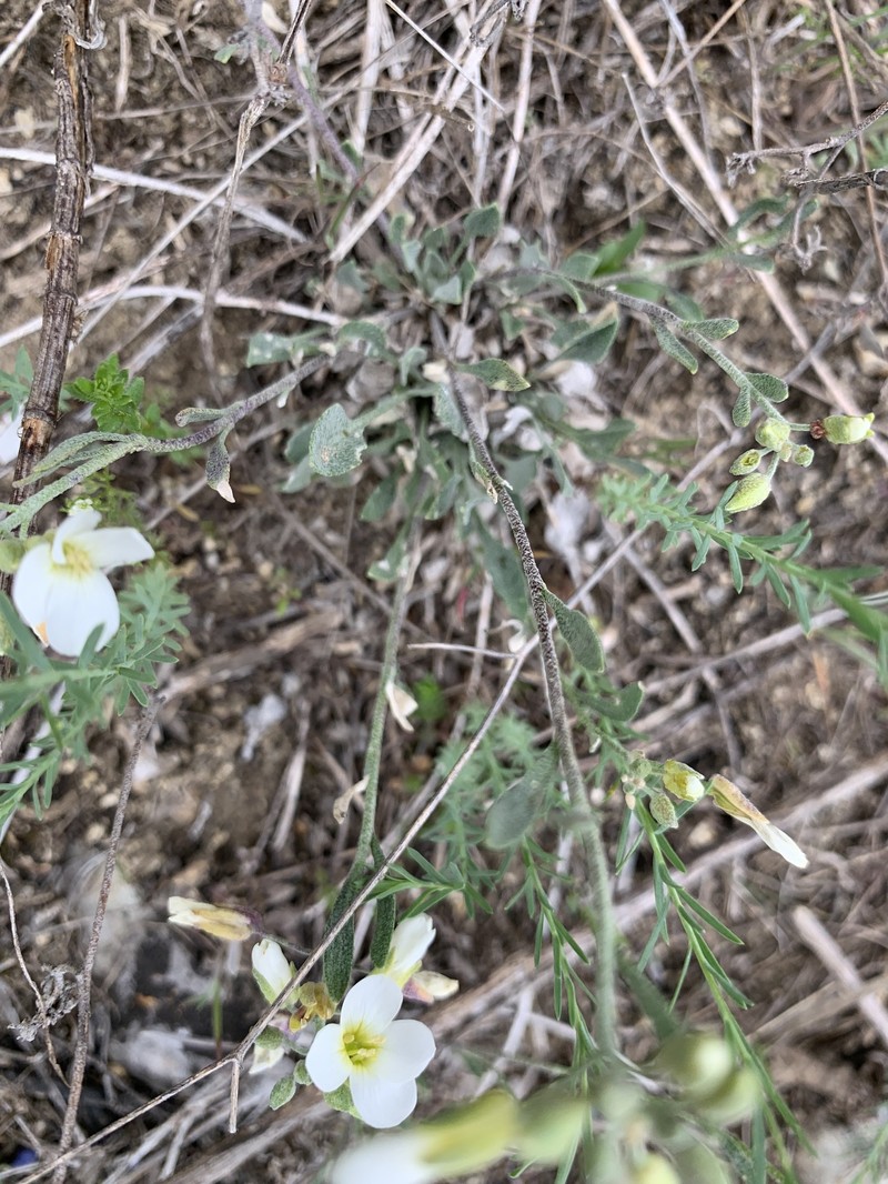 Physaria ovalifolia subsp. alba photo 3