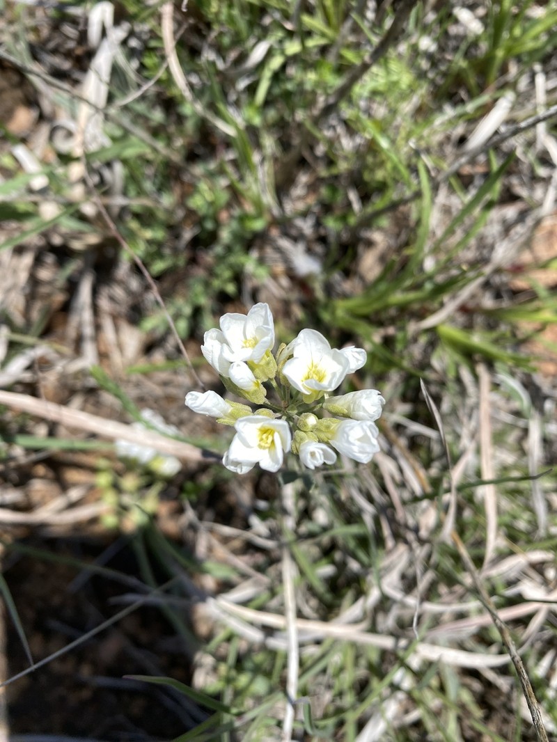 Physaria ovalifolia subsp. alba photo 4