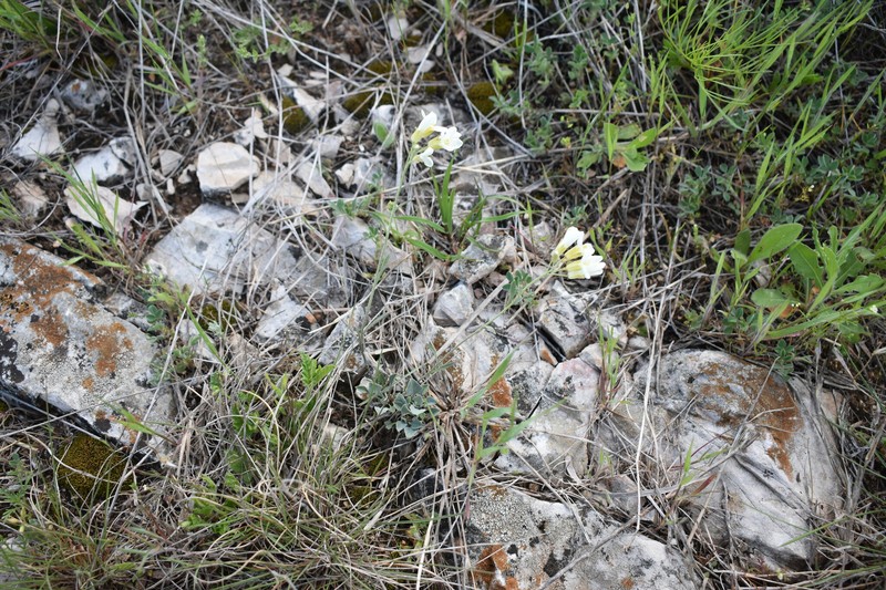 Physaria ovalifolia subsp. alba photo 5