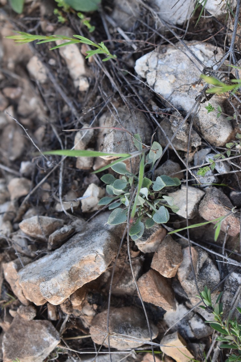 Physaria ovalifolia subsp. alba photo 6