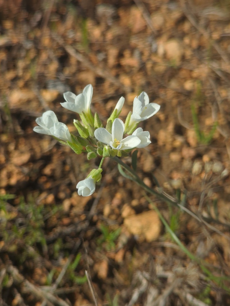 Physaria ovalifolia subsp. alba photo 7