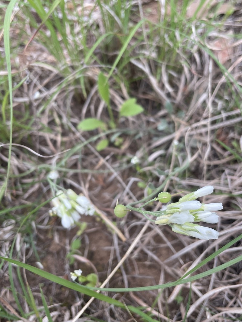 Physaria ovalifolia subsp. alba photo 8