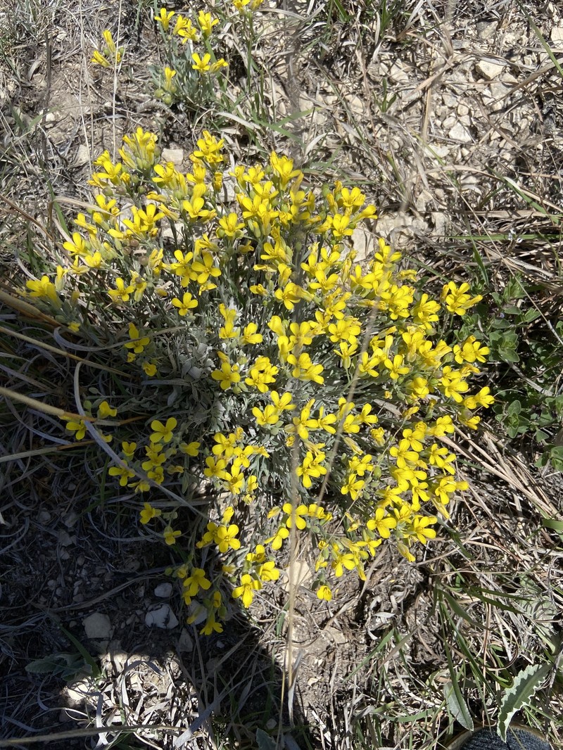 Physaria ovalifolia subsp. ovalifolia