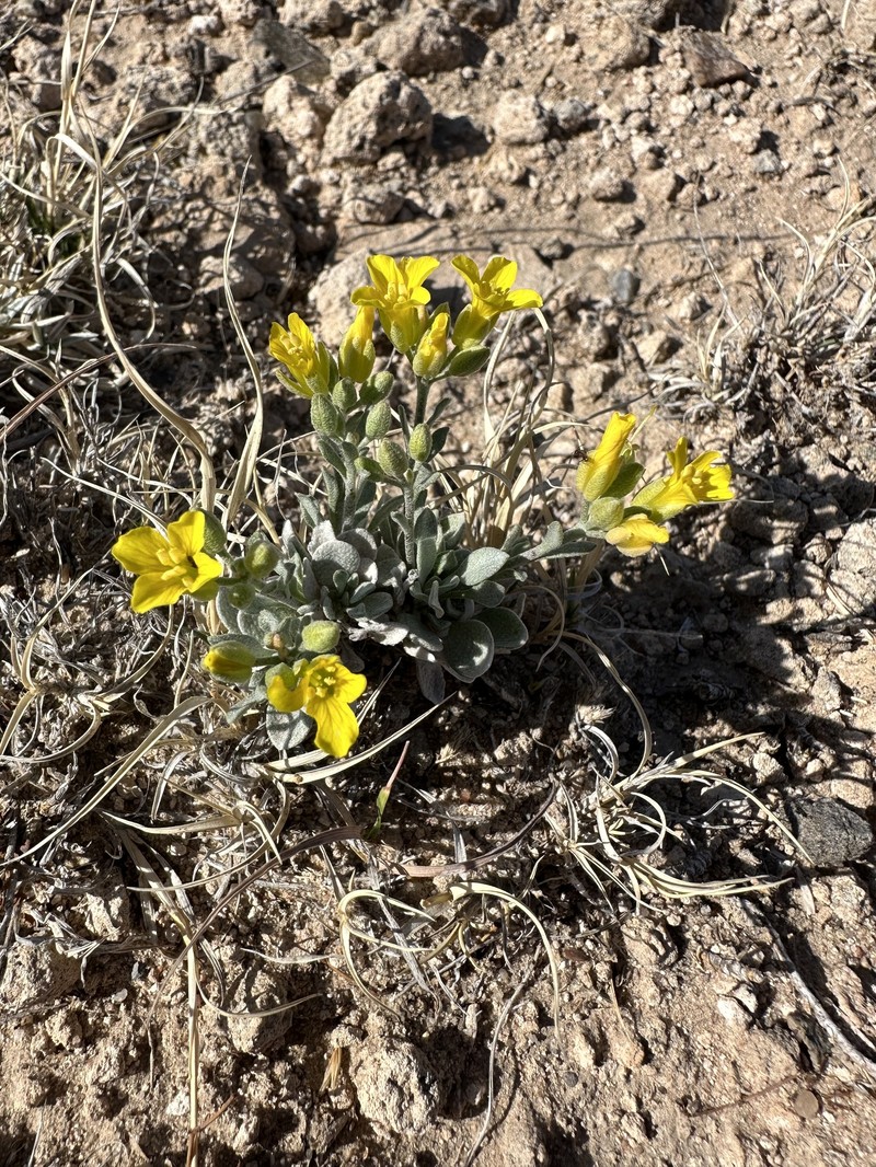 Physaria ovalifolia subsp. ovalifolia photo 2