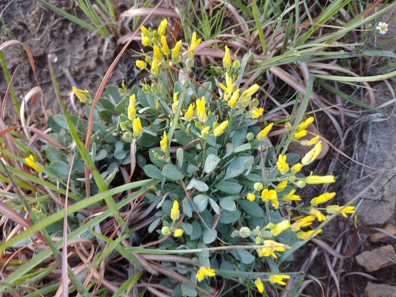 Physaria ovalifolia subsp. ovalifolia photo 3