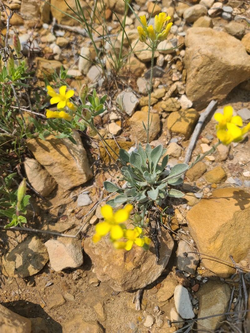 Physaria ovalifolia subsp. ovalifolia photo 4