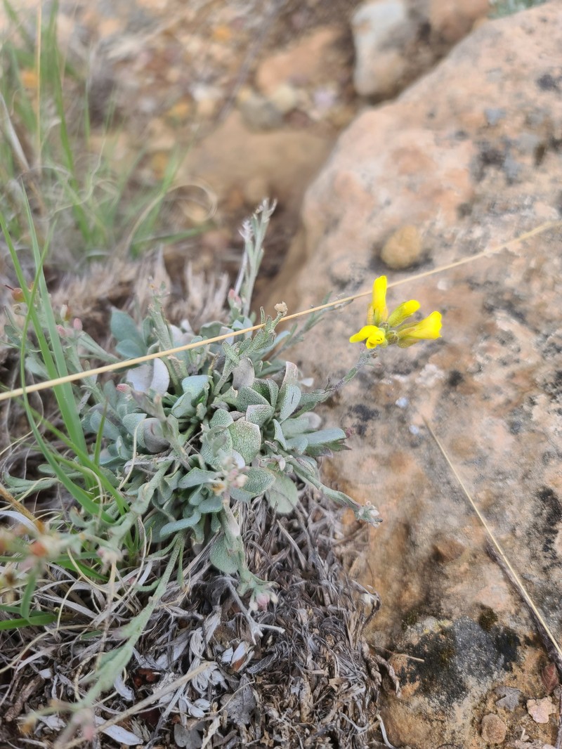 Physaria ovalifolia subsp. ovalifolia photo 5