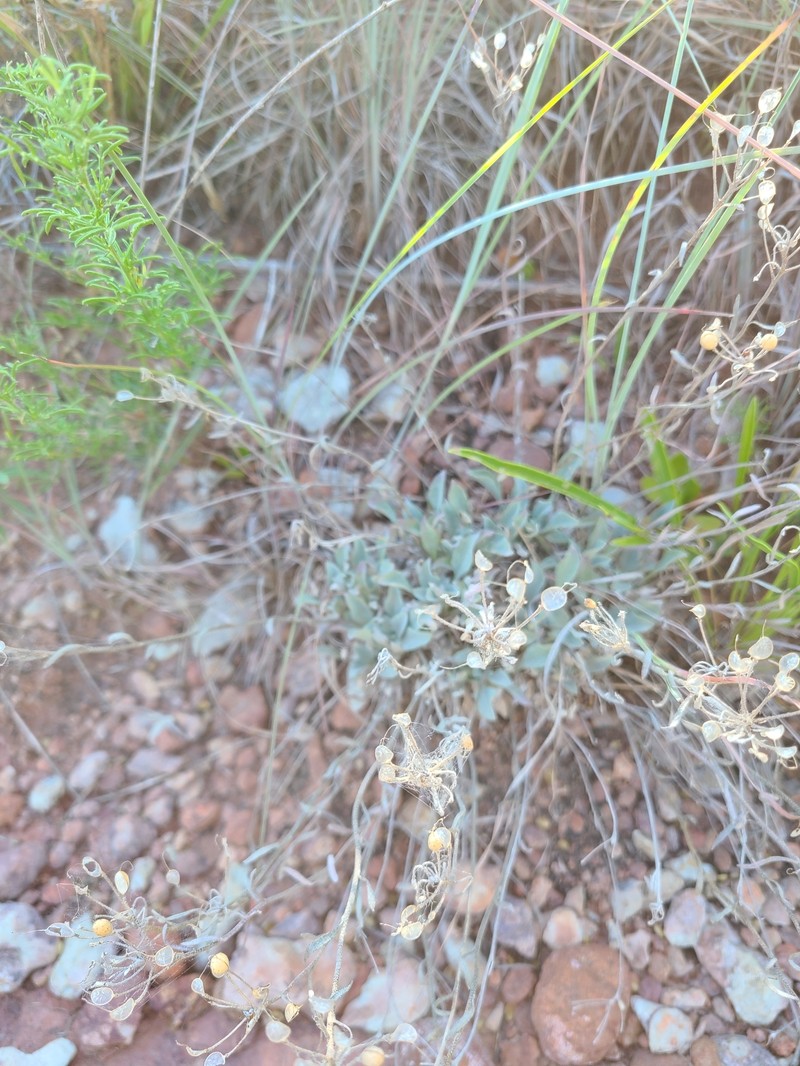 Physaria ovalifolia subsp. ovalifolia photo 6