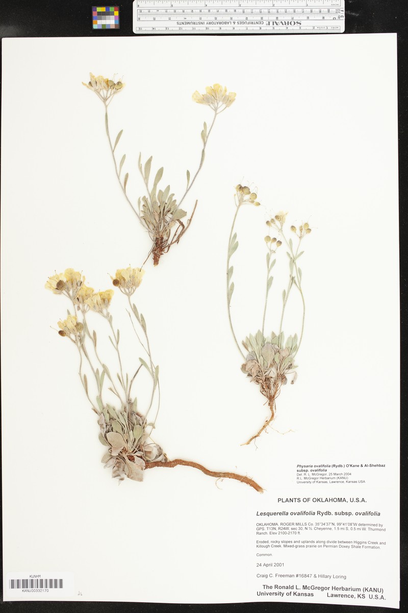 Physaria ovalifolia subsp. ovalifolia photo 7
