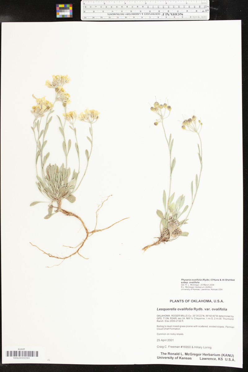 Physaria ovalifolia subsp. ovalifolia photo 8