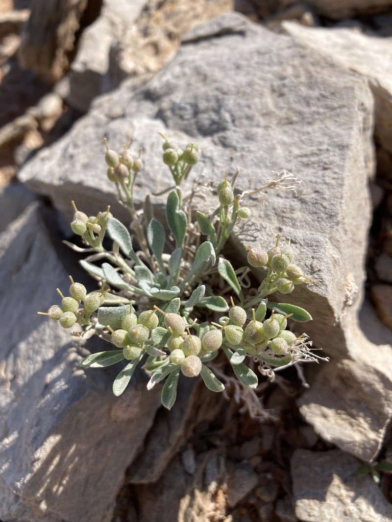 Physaria pachyphylla