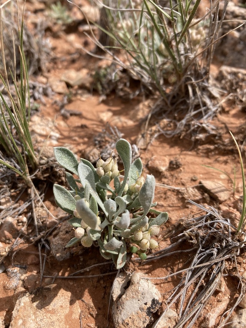 Physaria pachyphylla photo 2