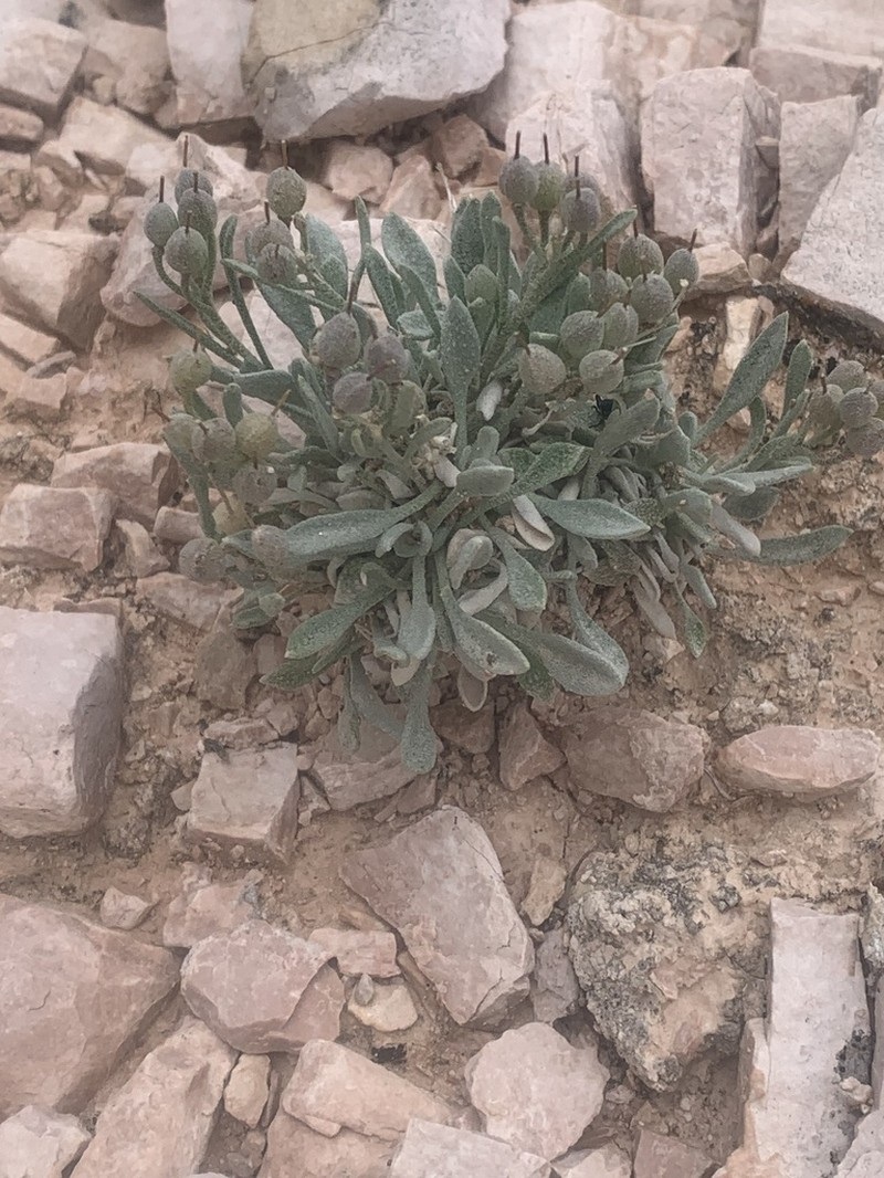 Physaria pachyphylla photo 3