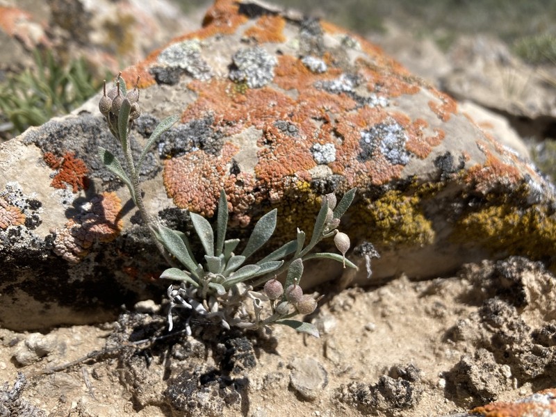 Physaria pachyphylla photo 4