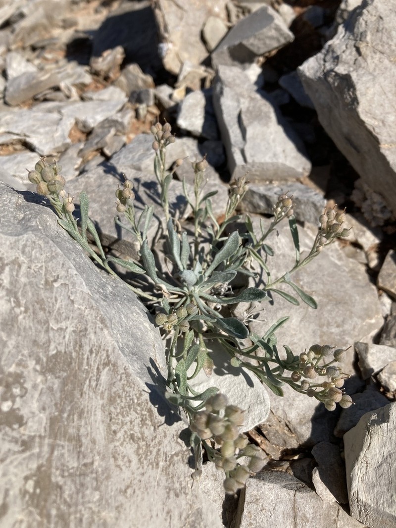 Physaria pachyphylla photo 5